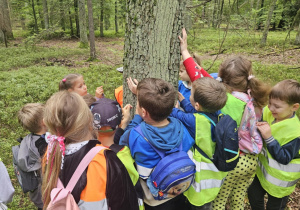 Na zdjęciu grupa dzieci w kamizelkach odblaskowych obserwuje z bliska drzewo w lesie. Przedszkolaki dotykają kory i z ciekawością przyglądają się jej strukturze, ucząc się o przyrodzie podczas spaceru edukacyjnego w Arturówku.