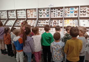 Na zdjęciu dzieci z zainteresowaniem oglądają gabloty z okazami motyli i owadów w Muzeum Przyrodniczym. Przedszkolaki podziwiają różnorodne kolory i kształty skrzydeł, poznając bogactwo świata przyrody.